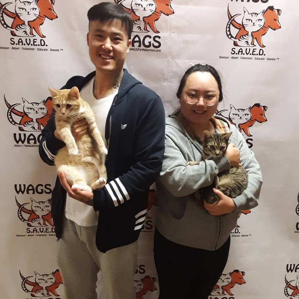 2 cats were lucky to adopt at WAGS