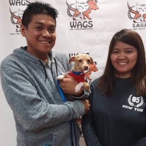 lucky little guy adopted WAGS dog