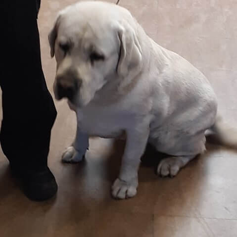 sad dog found by WAGS