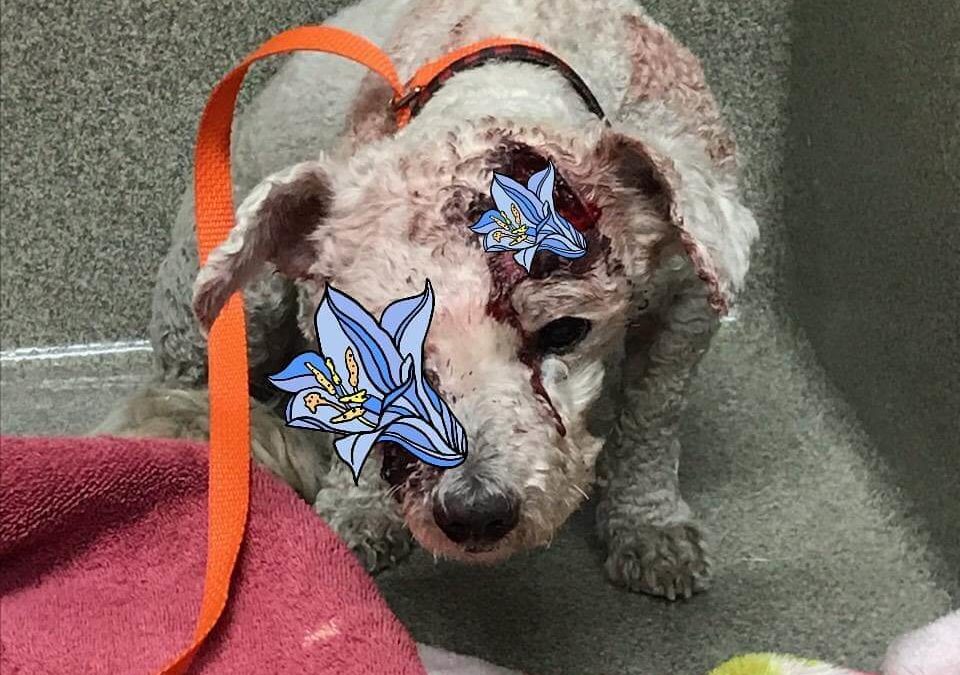 dog hit by a car found by WAGS