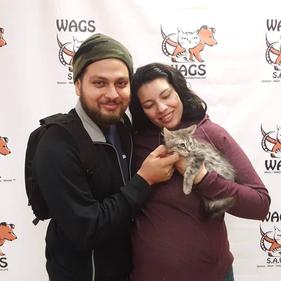 sweet kitten adopted by couple WAGS
