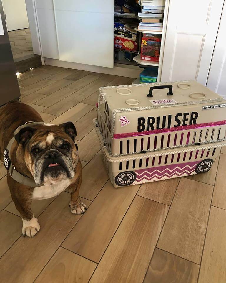 brusier dog cage WAGS
