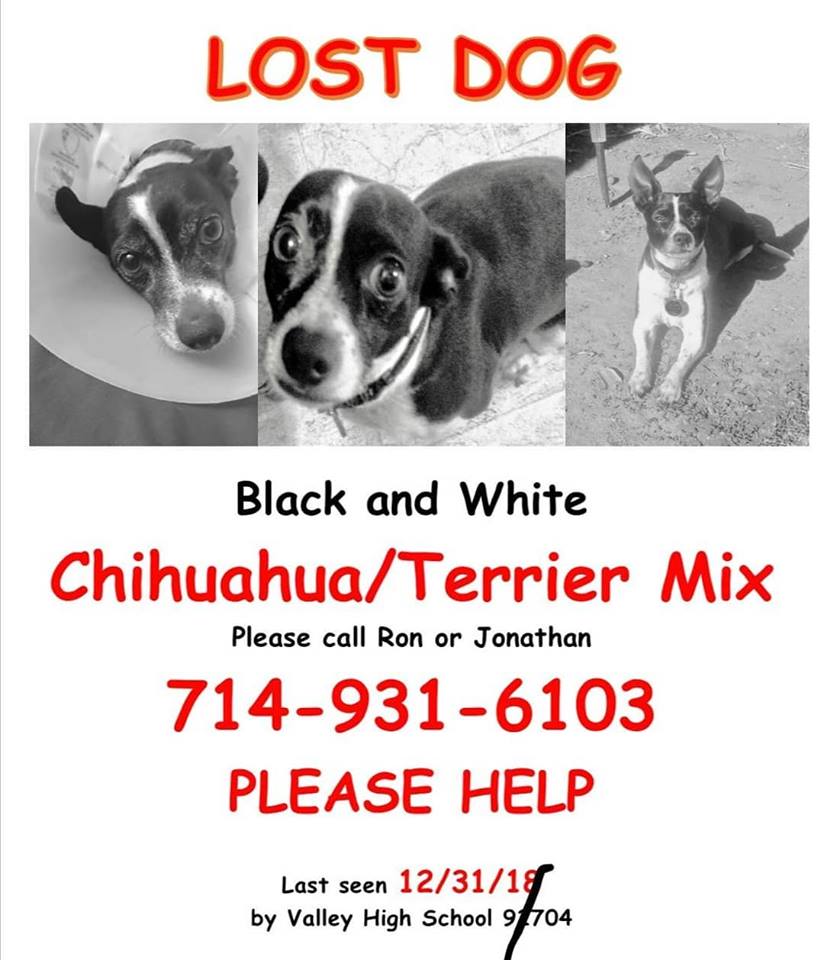 lost dog chihuahua
