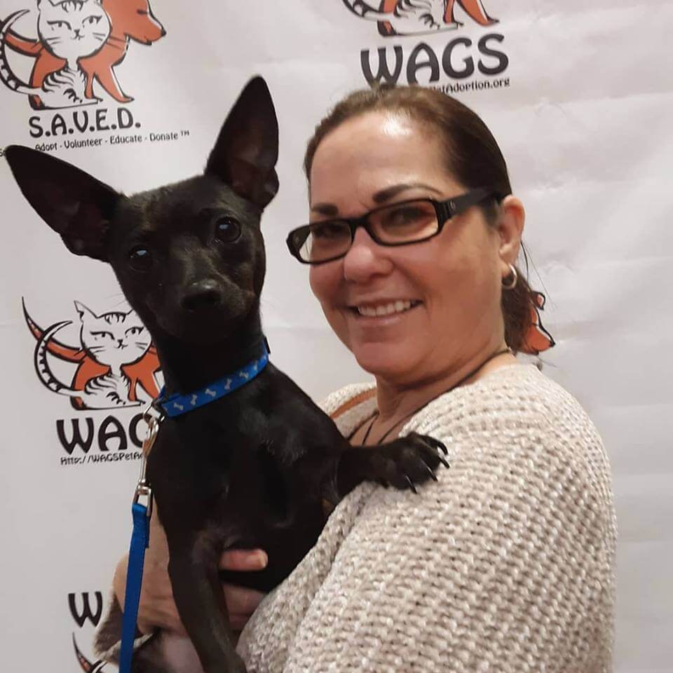gorgoeus dog adopt WAGS