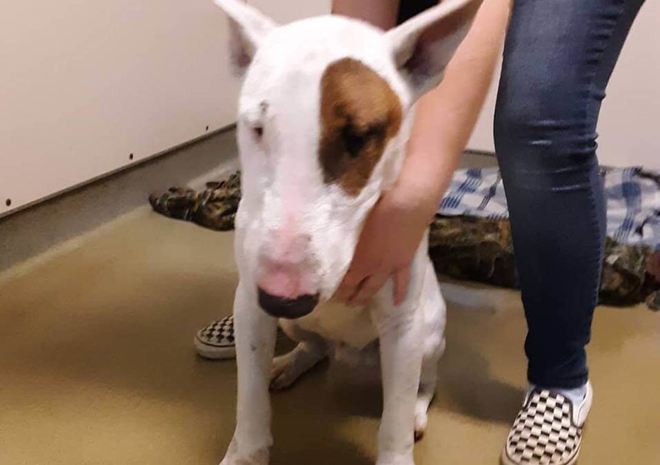 dog bull terrier found by WAGS
