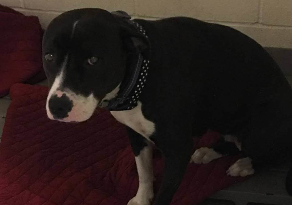 WAGS found pitbull abandoned
