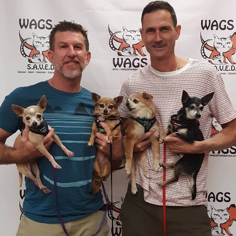 lovely dogs chuhuahua adopted WAGS
