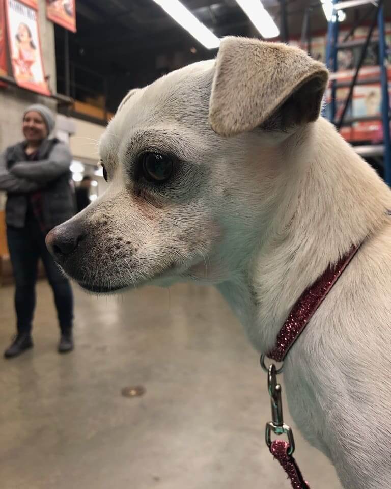 lovely chihuahua  look