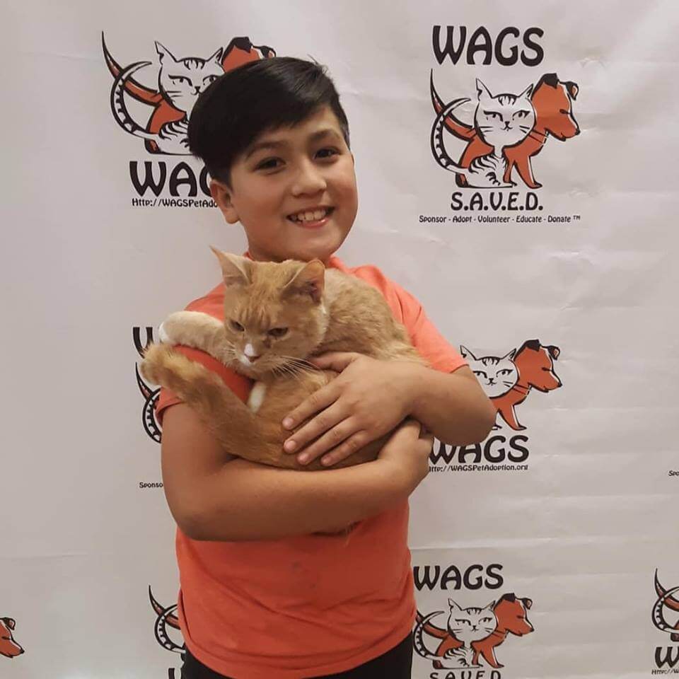 lovely cute cat adopted now WAGS
