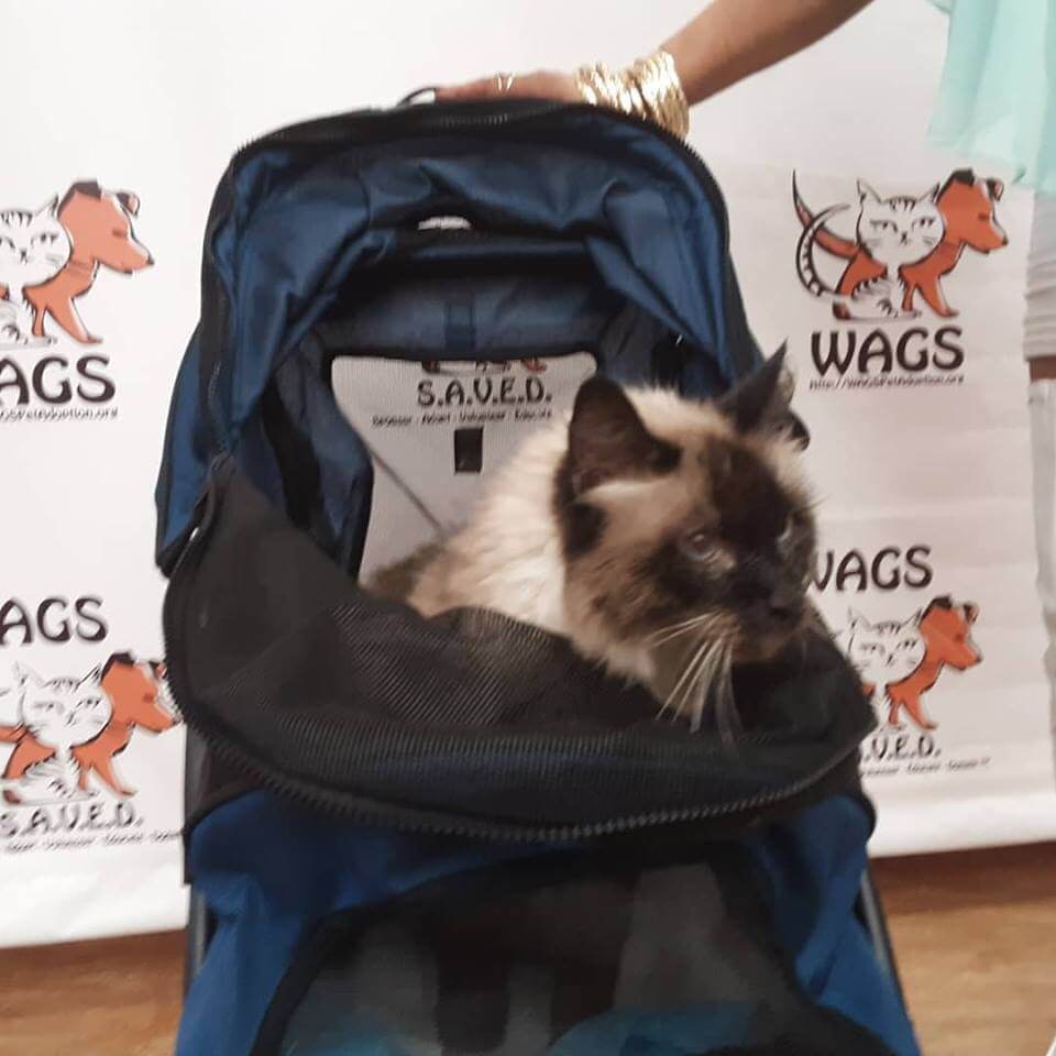 adopted cat in the backpack WAGS