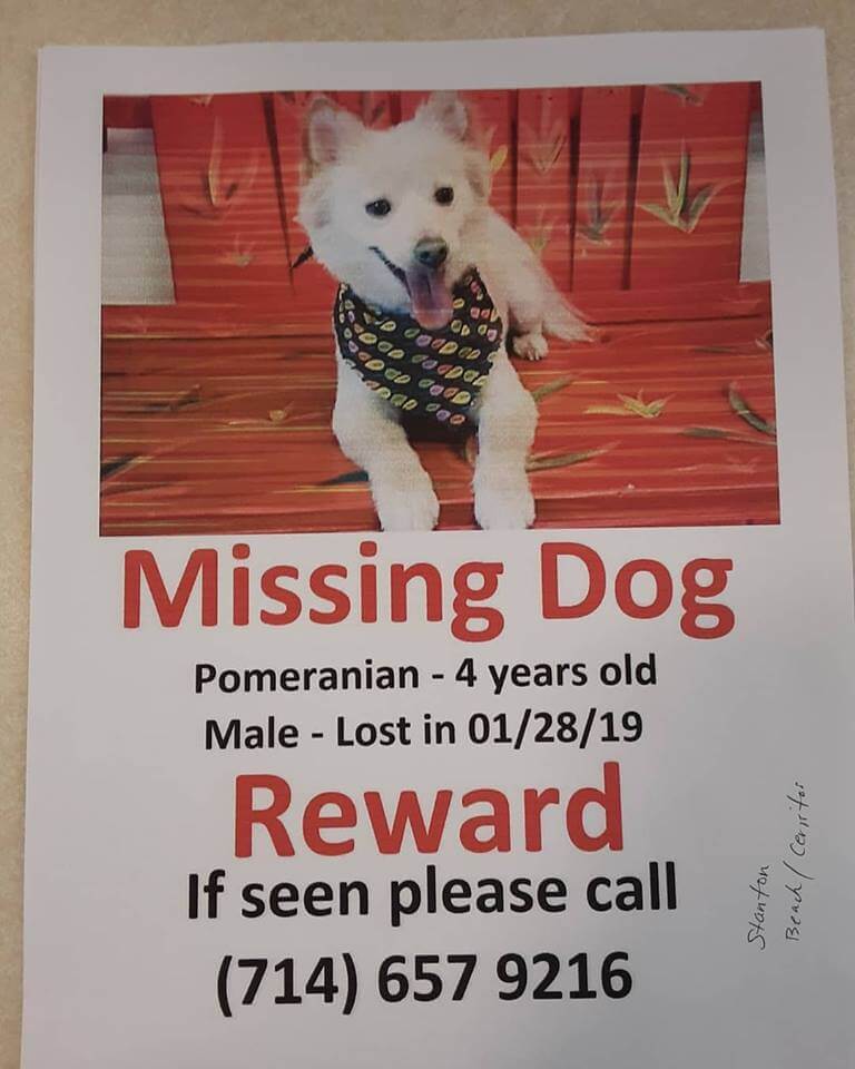 courtesy missing dog pomeranian male