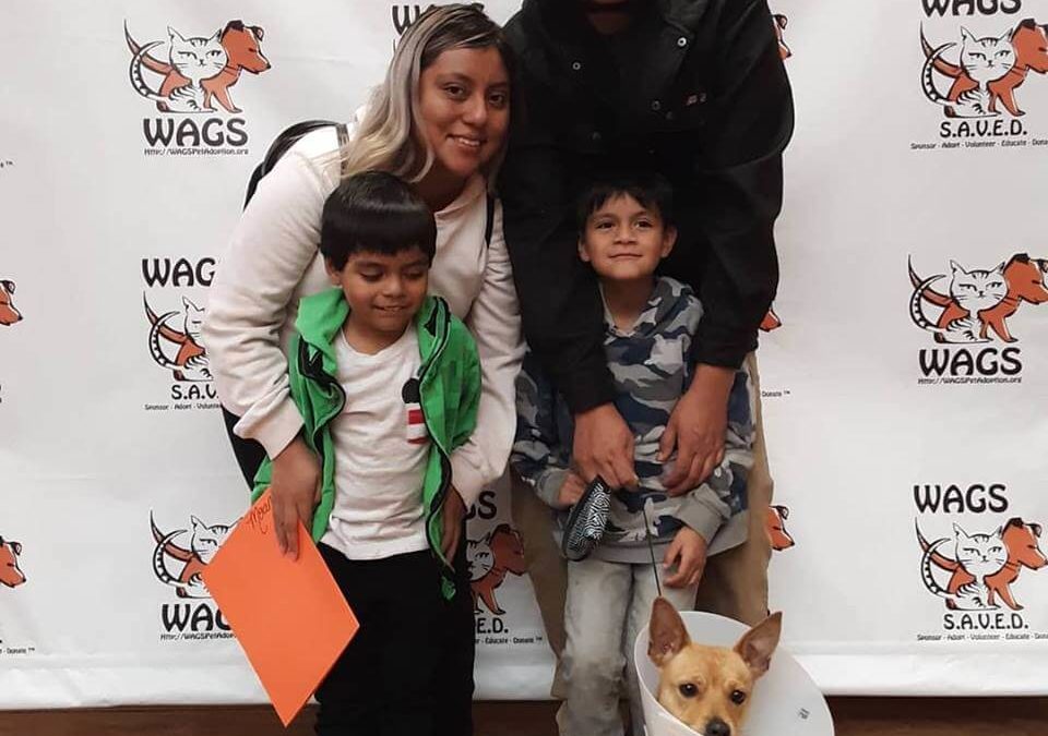 lucky dog found new family WAGS