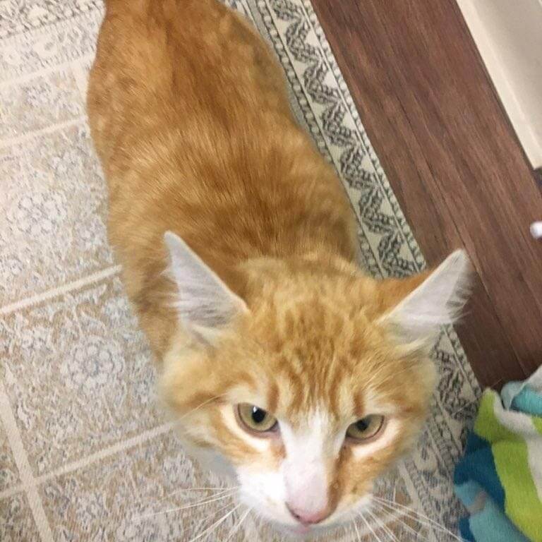 Found orange tabby & white cat in Huntington Beach WAGS