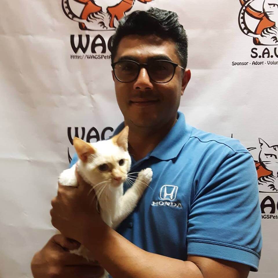 great love cat adopt at WAGS