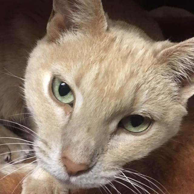 need foster home senior pet cat WAGS