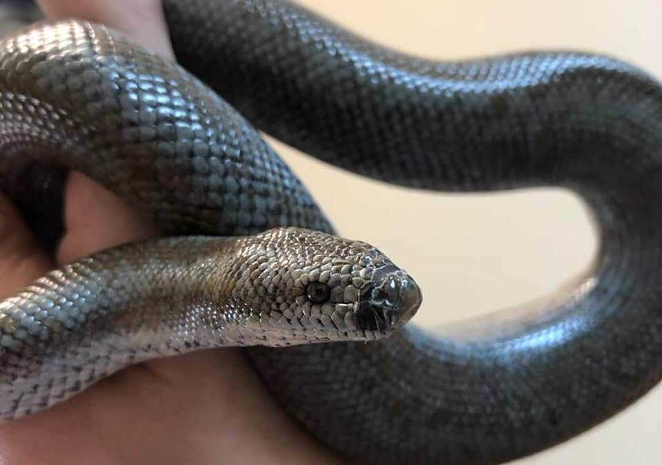 WAGS exotic snake for adoption