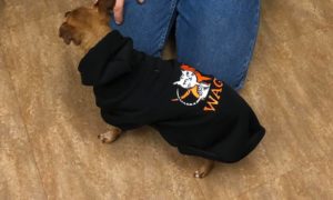 dog wearing wags uniform