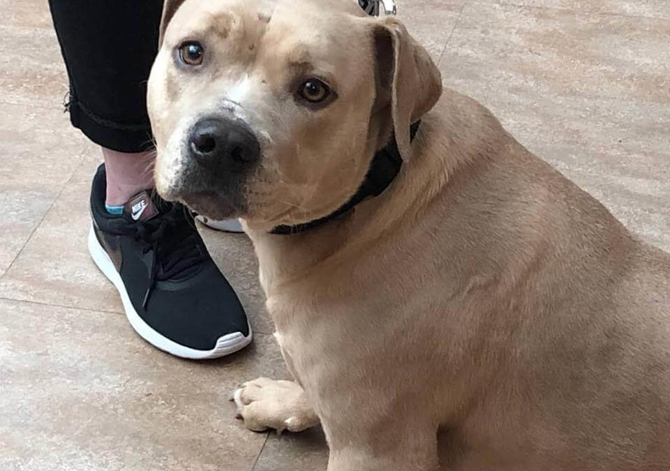 WAGS found mix pitbull lost pet