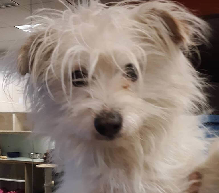 male terrier found by WAGS