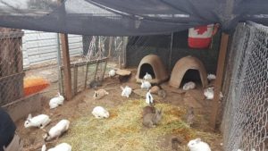 new rabbit sanctuary at texas