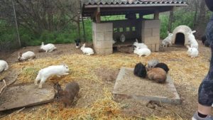 good sanctuary at texas wags rabbit