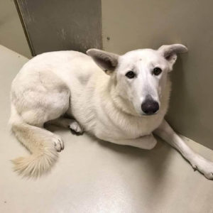 white dog found by WAGS