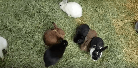 rabbit WAGS adoption
