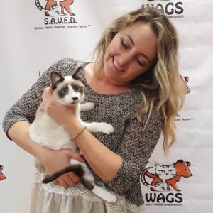 cute cat was not adopted at WAGS