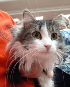 little cute cat is now adopted at WAGS