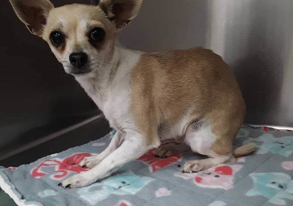 look scared chihuahua found by WAGS