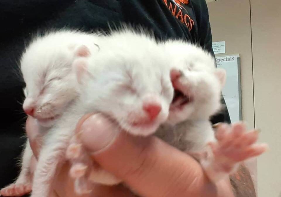 We just got these little bottle babys in who are in need of a foster ASAP