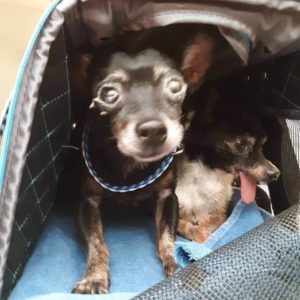 medically challenged Chihuahuas found WAGS