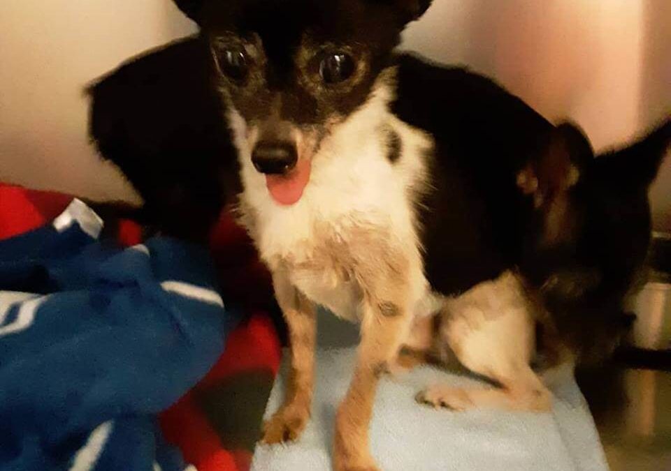 tiny Chihuahuas found by WAGS