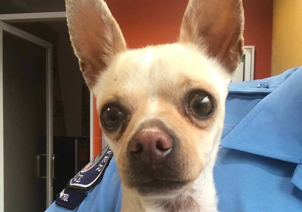 WAGS small female chihuahua was found