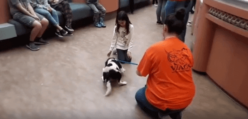 WAGS kid playing with pet