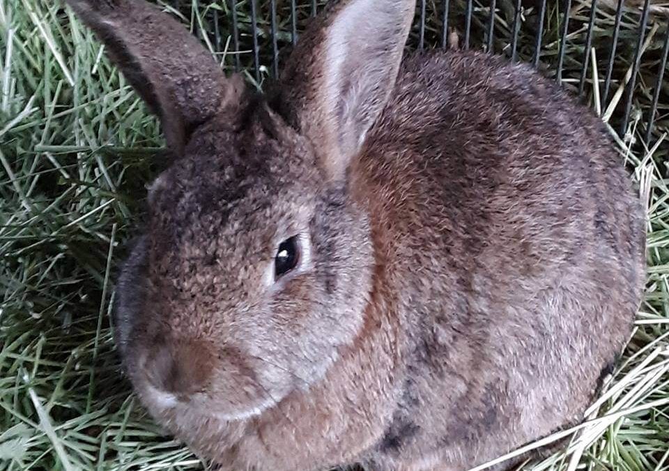 WAGS rabbit class pet adoption