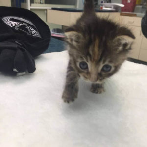 cute kitten need foster home