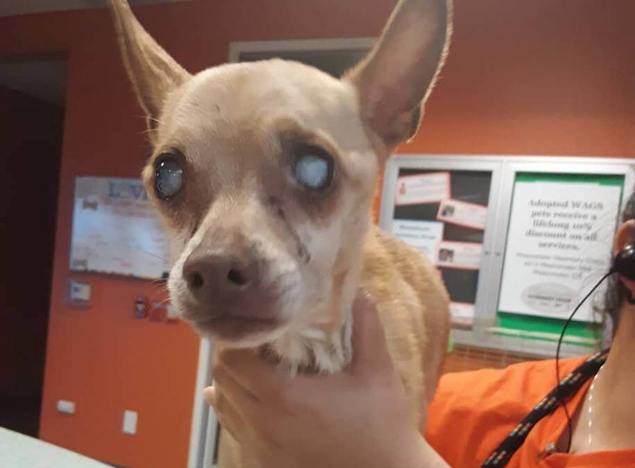 WAGS Senior chihuahua found on castle street