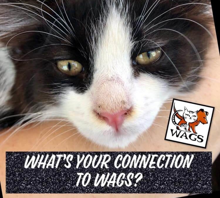whats your connection to wags