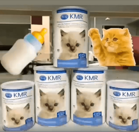 wags donation kitten formula