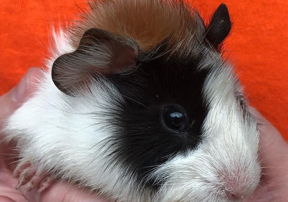 Two 3 month old guinea pigs found