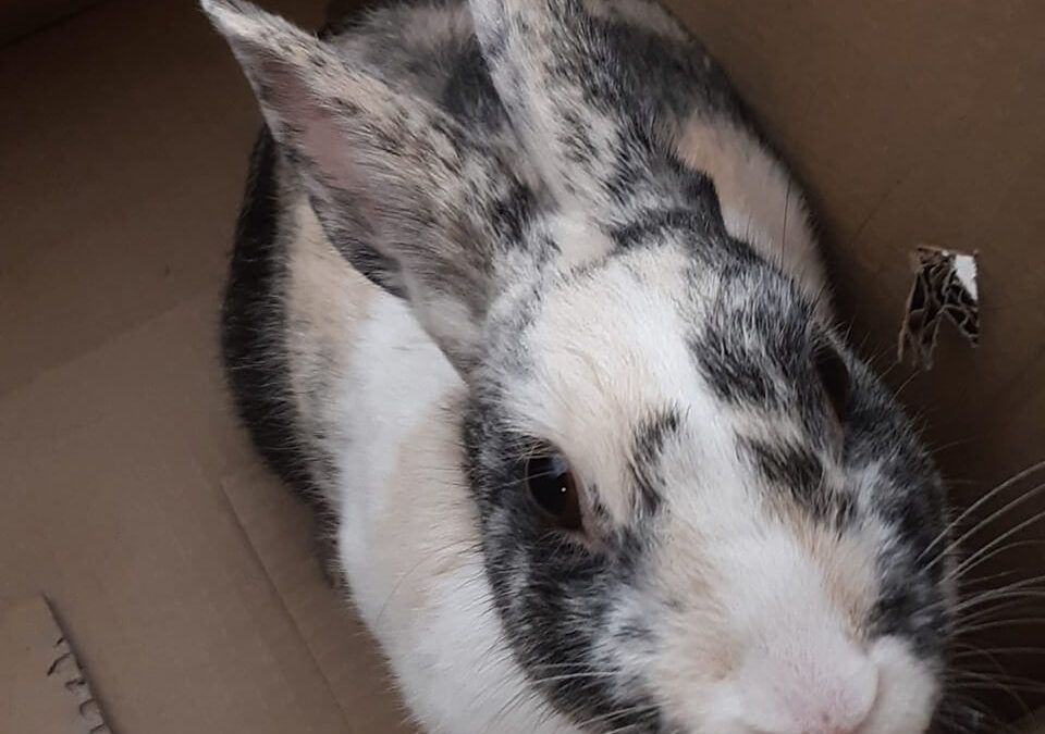 New bunny Found