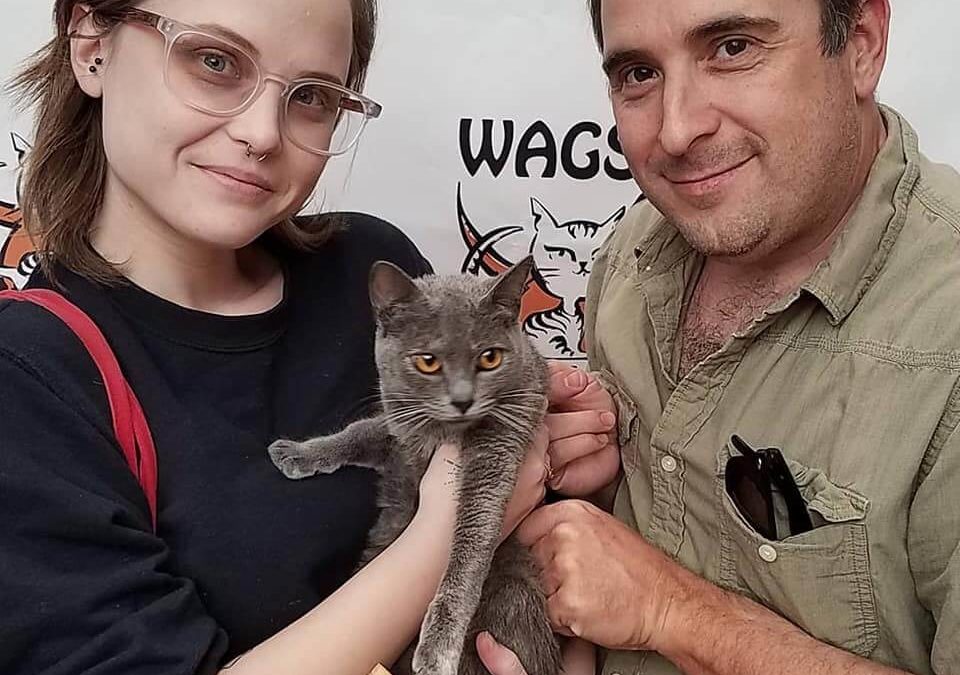 Cat adopated today WAGS