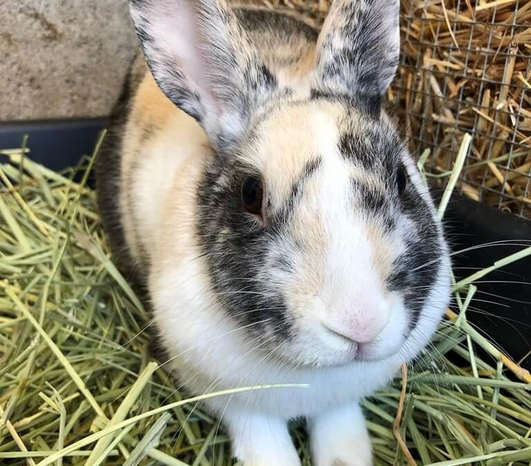 Moira rabbit adoption WAGS