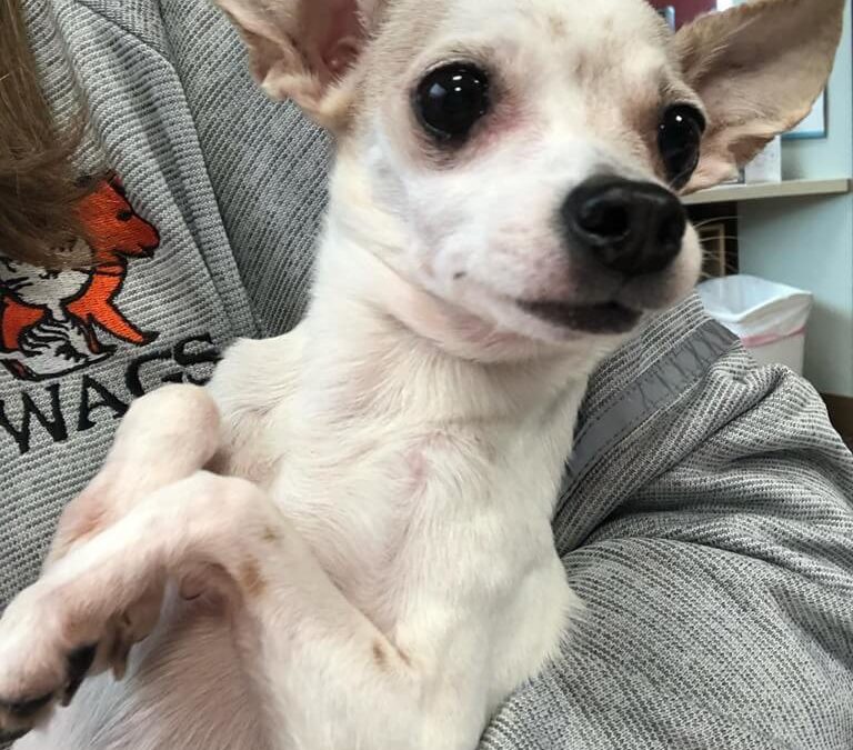 Tiny girl little dog Found #A-1525 WAGS