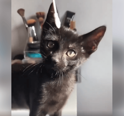 Ash kitten adoption WAGS