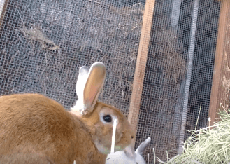 WAGS still has a few bunnies for adoption