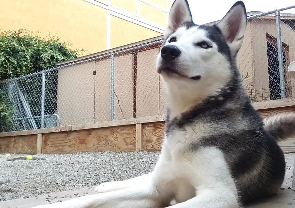 Russel Husky Dog Adoption WAGS