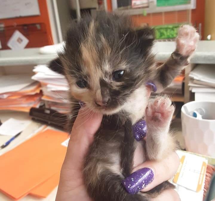 4 two week old bottle babies in NEED of a foster home WAGS