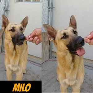 Milo dog adoption WAGS